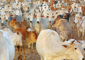 gaushala-cow-in-rajasthan