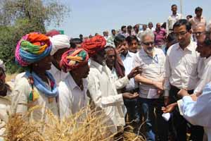 अजमेर जिले के केकड़ी पंचायत समिति के नापाखेड़ा गांव में केन्द्रीय अध्ययन दल एवं अधिकारी, किसान रामकरण मीणा के खेत पर खराबे की जानकारी लेते हुए।
