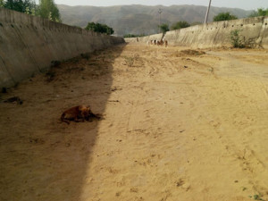 pushkar feedar