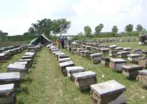 A view of Beekeeping Colonies