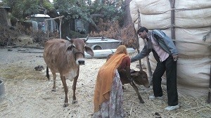 मानपुरा मे प्शुओ का टिकाकरण करते हुए चिकित्सक।