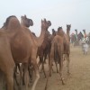 pushkar mela