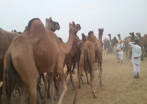 pushkar mela