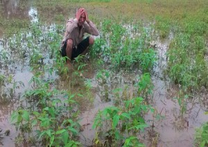 मामोनी के खेतों में भरा पानी