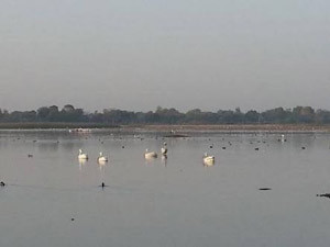 ठंड तालाब में स्वच्छंद विचरण करते अप्रवासी पक्षी