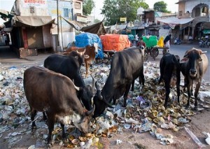 cow-1451470085