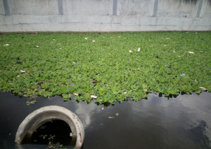 jal kunbhi